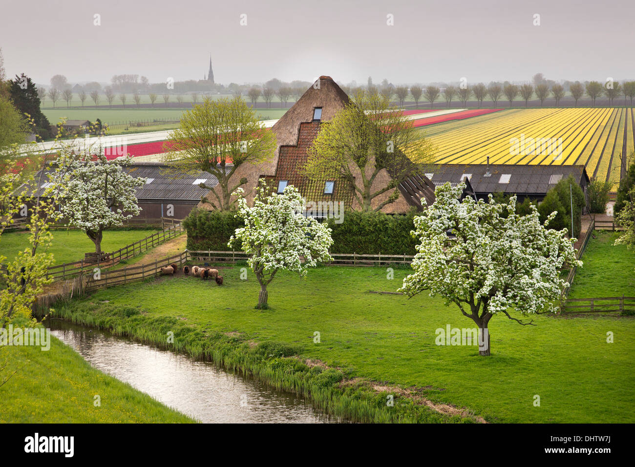 Pays-bas, Middenbeemster, typique ferme appelée en Stolpboerderij polder de Beemster. Champs de tulipes en fleurs Banque D'Images