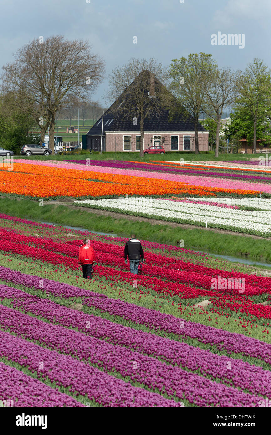 Pays-bas, Axat, polder de Beemster. Champs de tulipes en fleurs en face ferme typique appelé Stolpboerderij Banque D'Images