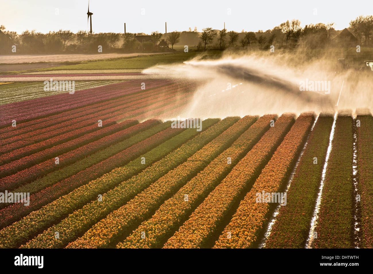 Krabbendam, Pays-Bas. Champs de tulipes en fleurs. Réseau sprinkleur Banque D'Images