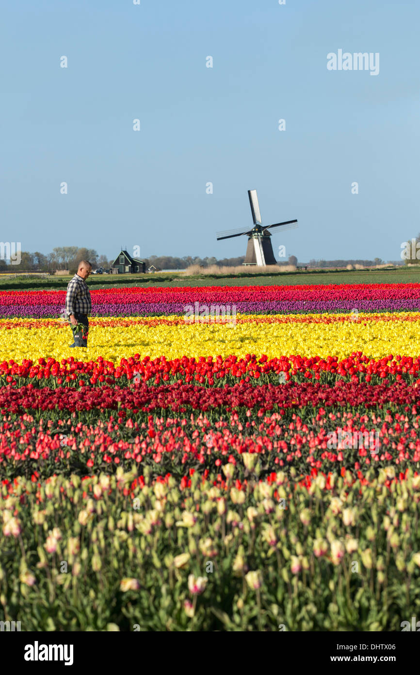 Pays-bas, Sint Maartensbrug, champs de tulipes en fleurs. Moulin). Agriculteur inspecte les fleurs, le virus vérifie Banque D'Images