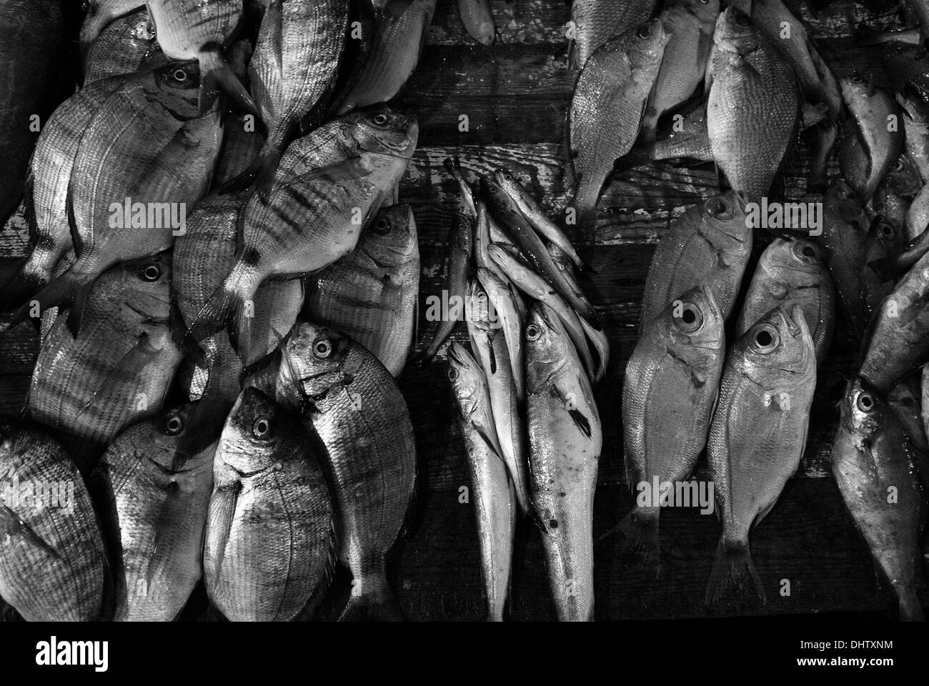 Décrochage du poisson, Maroc Banque D'Images