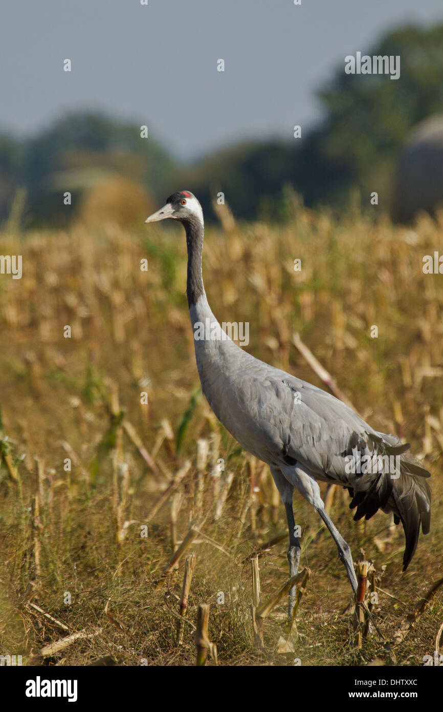 Grue cendrée (Grus grus) Banque D'Images