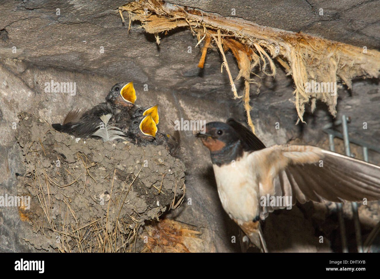Pays-bas, Muiden, fort de l'île, dans la région de PAMPUS IJmeer, appartenant à la ligne de défense d'Amsterdam, mère Hirondelle des poussins d'alimentation Banque D'Images