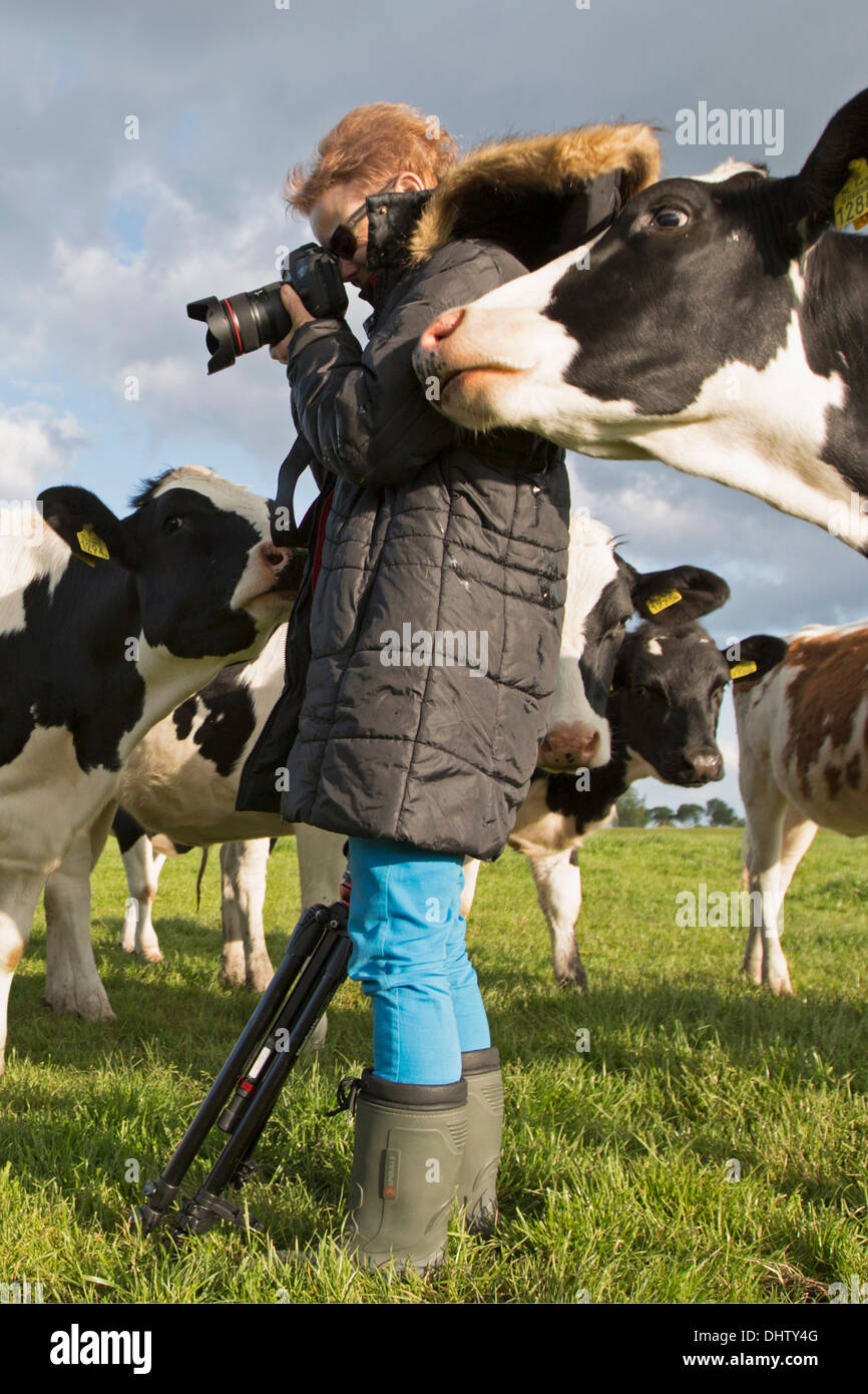Pays-bas, Weesp, les vaches dans le pré. Marjolijn photographe officiel de Van. Banque D'Images