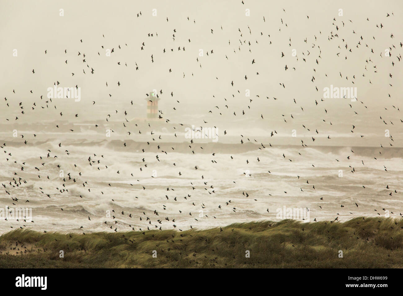 Pays-bas, IJmuiden, ADAC lourd sur la mer du Nord. Balise de détresse. Volée de moineaux essayer de voler contre le vent Banque D'Images
