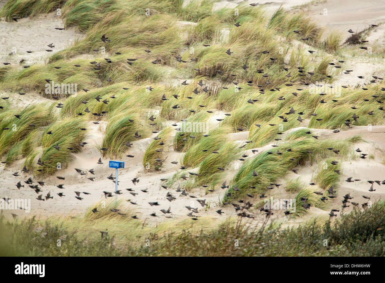 Pays-bas, IJmuiden, ADAC lourd sur la mer du Nord. Vent fort et chasse-sable. Plage de l'herbe. Volée de moineaux Banque D'Images