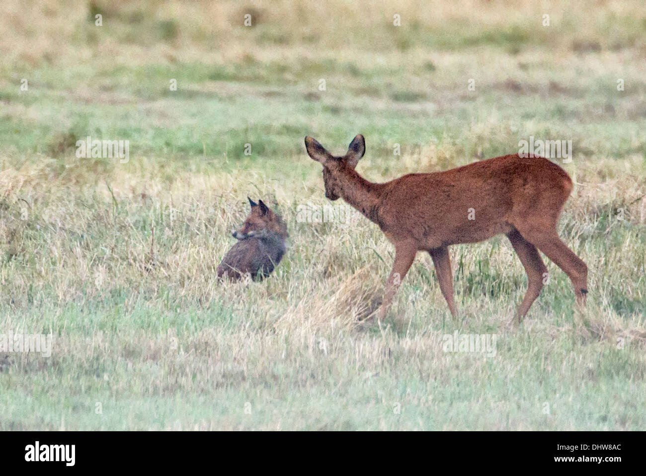 Pays-bas, 's-Graveland, chevreuils et jeunes red fox Banque D'Images