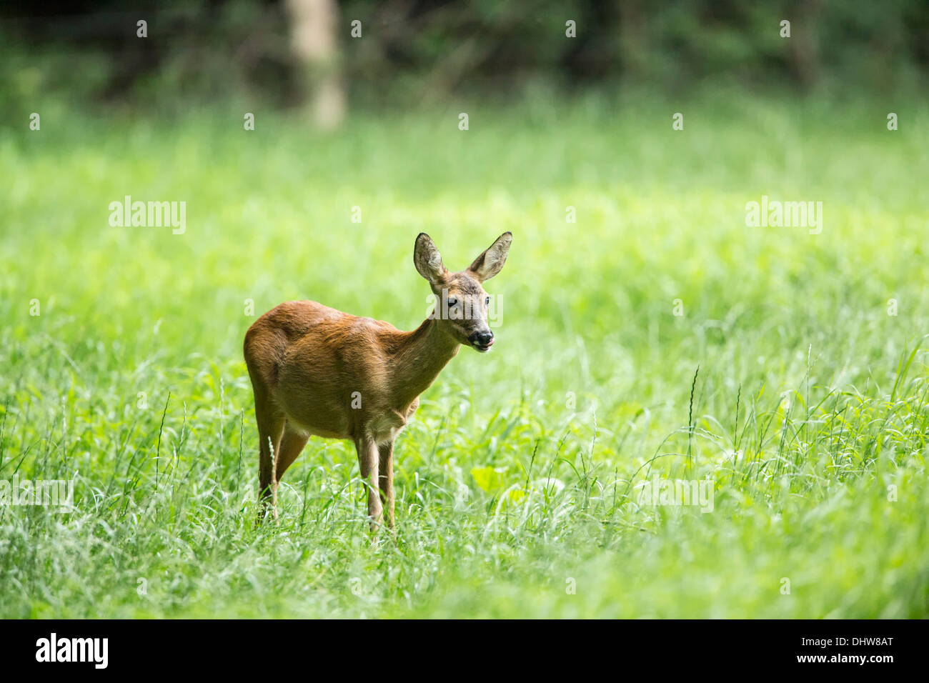 Pays-bas, 's-Graveland, domaine rural appelé Hilverbeek. Les chevreuils Banque D'Images