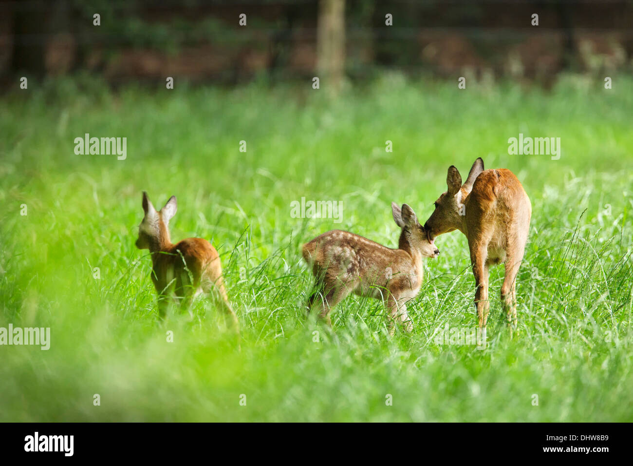 Pays-bas, 's-Graveland, domaine rural appelé Hilverbeek. Les chevreuils Banque D'Images