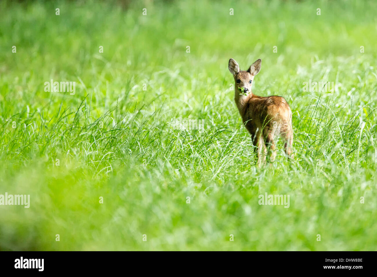 Pays-bas, 's-Graveland, domaine rural appelé Hilverbeek. Les chevreuils Banque D'Images