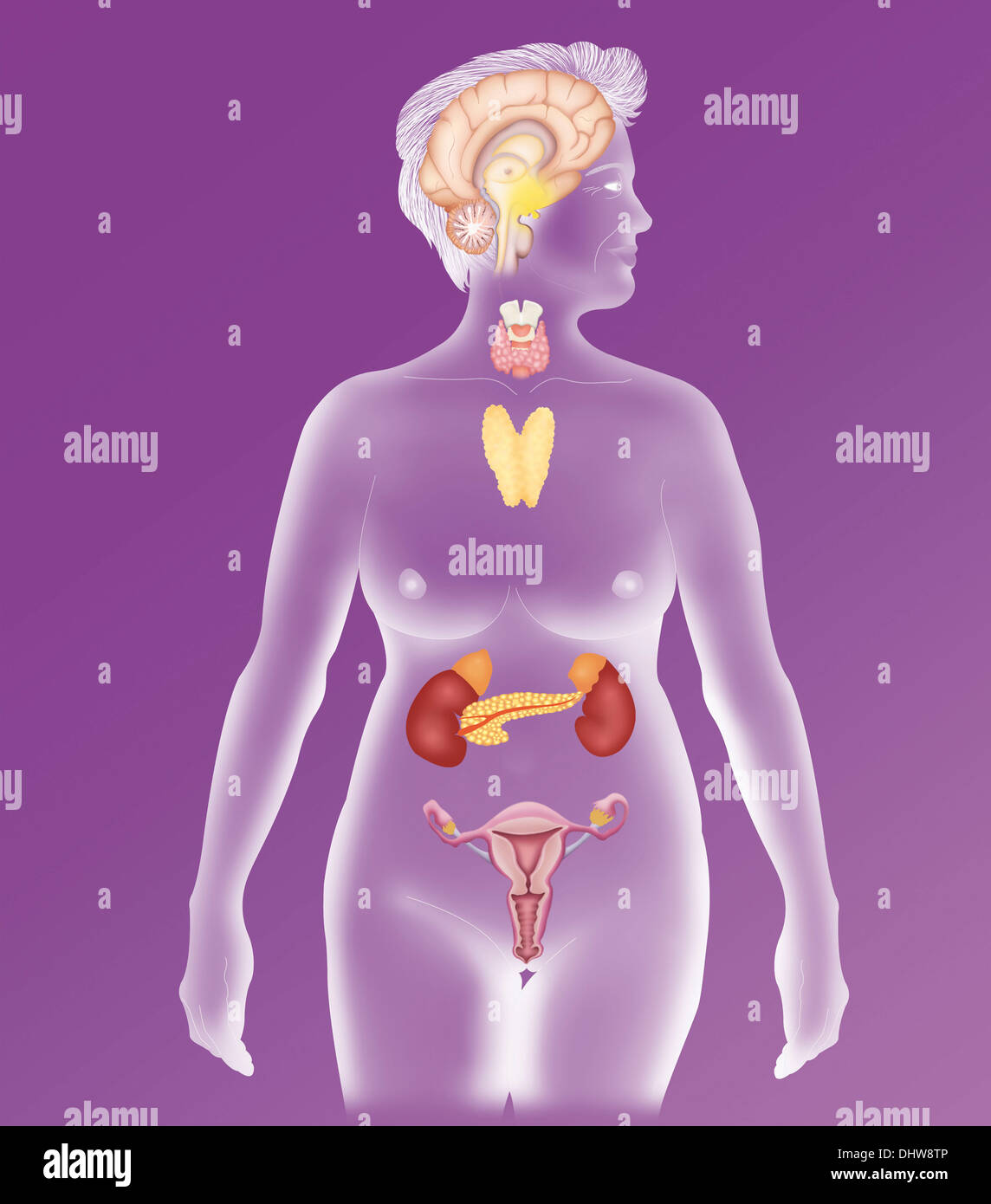 Glande endocrine, ILLUSTRATION Banque D'Images