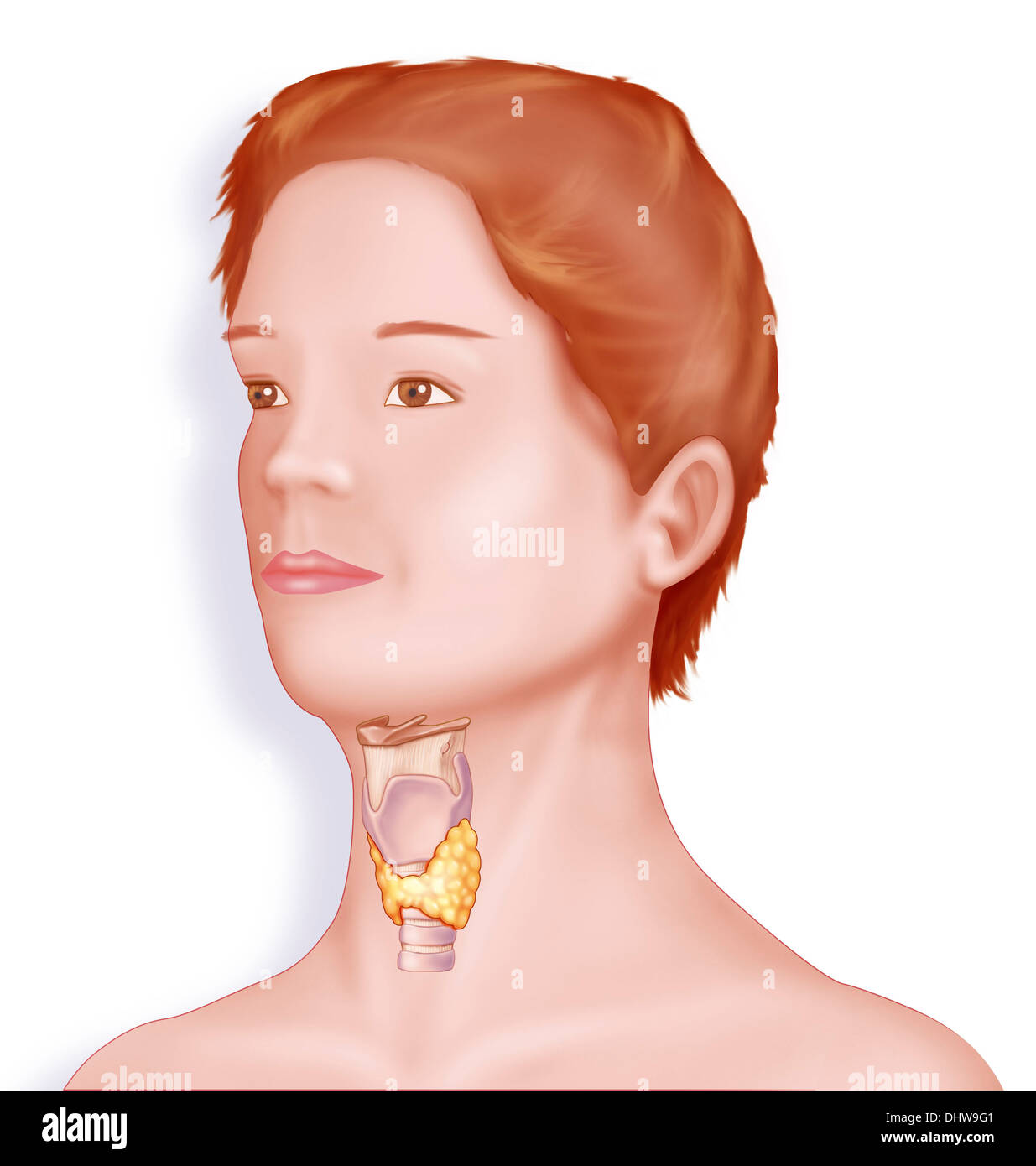 LARYNX, DESSIN Banque D'Images