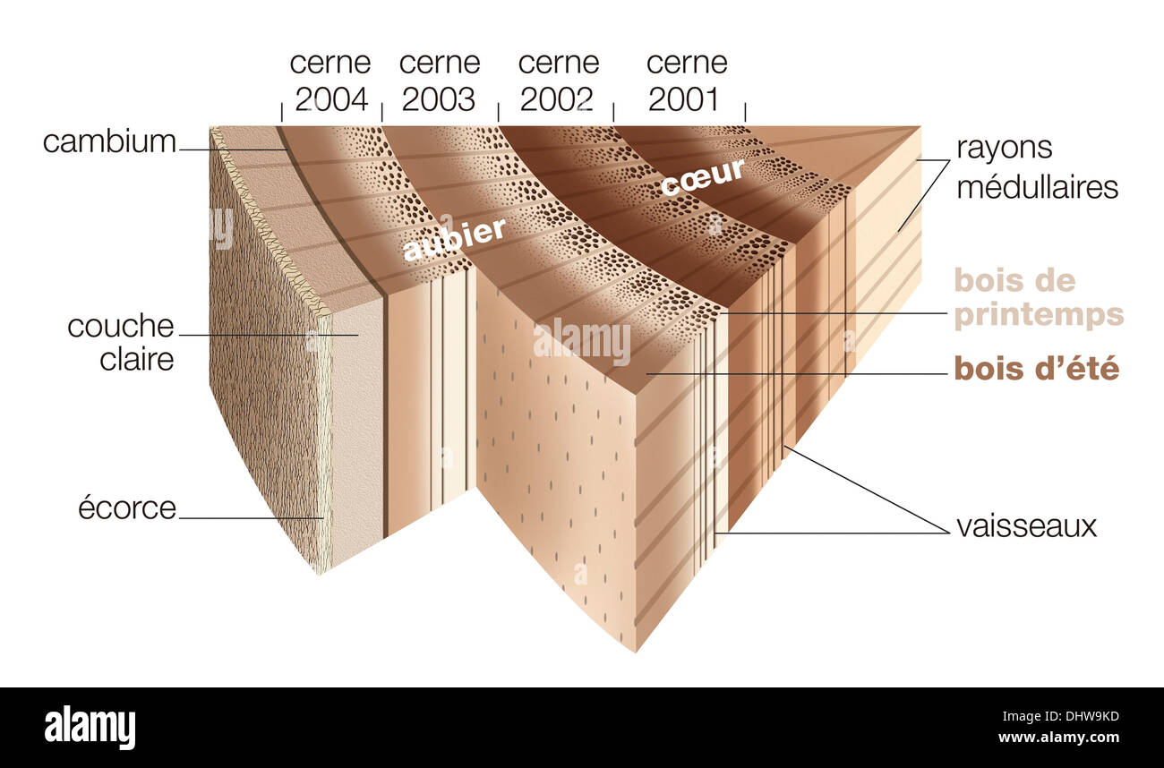 Tronc d'arbre, ILLUSTRATION Banque D'Images