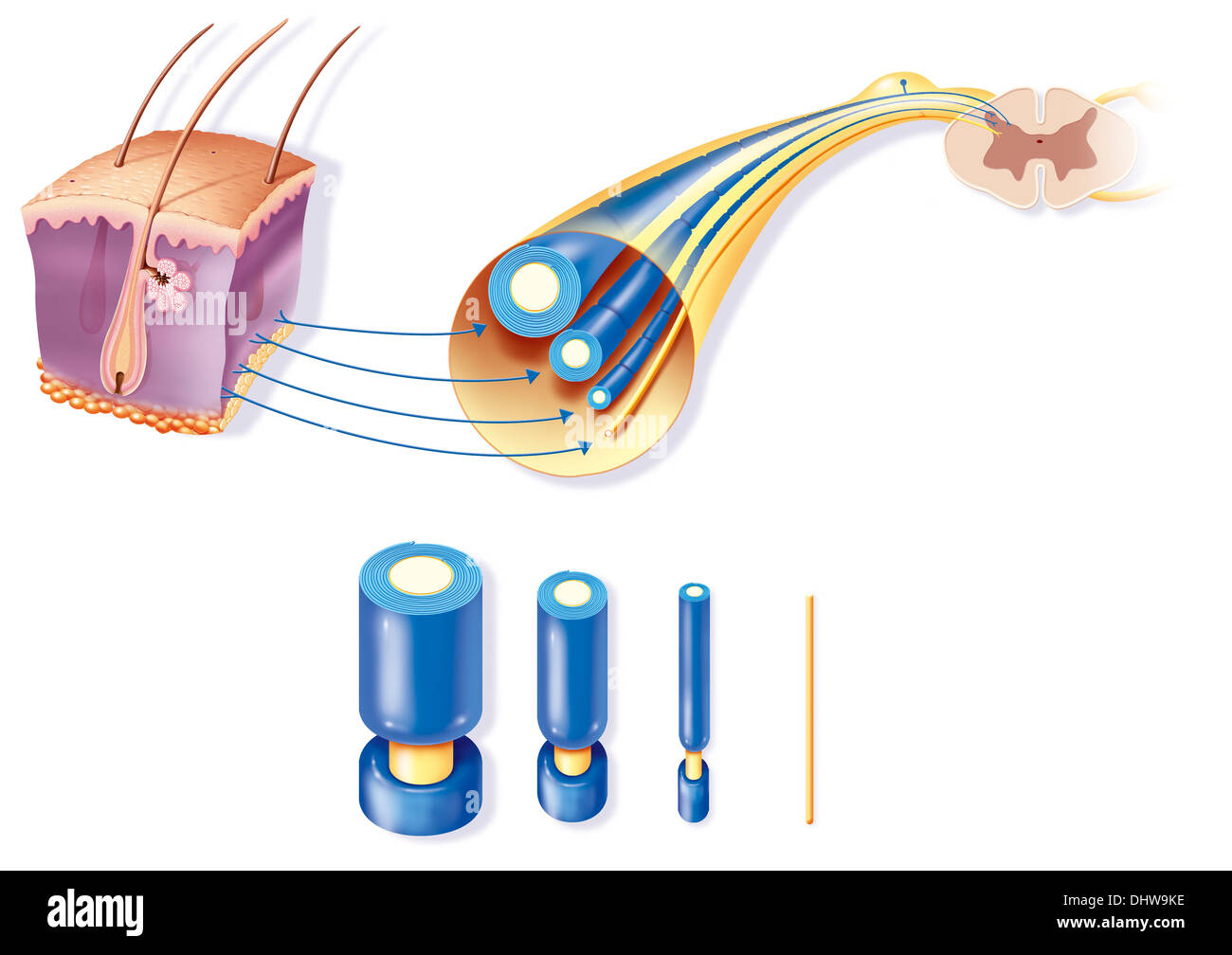 Fibre nerveuse, dessin Banque D'Images