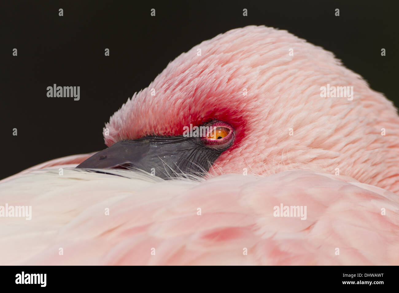 Flamingo (Phoenicoptériformes, Phoenicopteridae) Banque D'Images