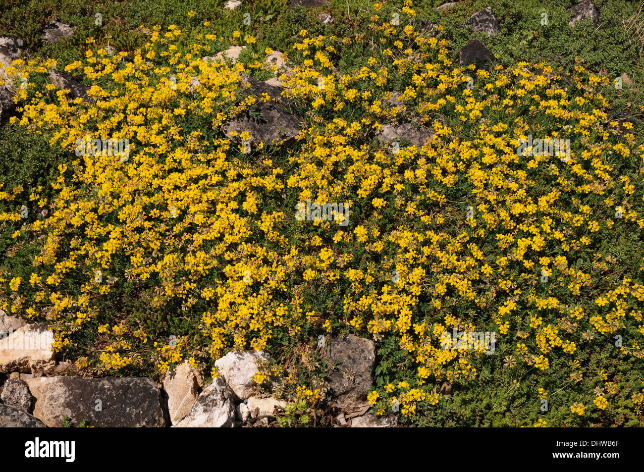 Vesce de fer à cheval Banque D'Images