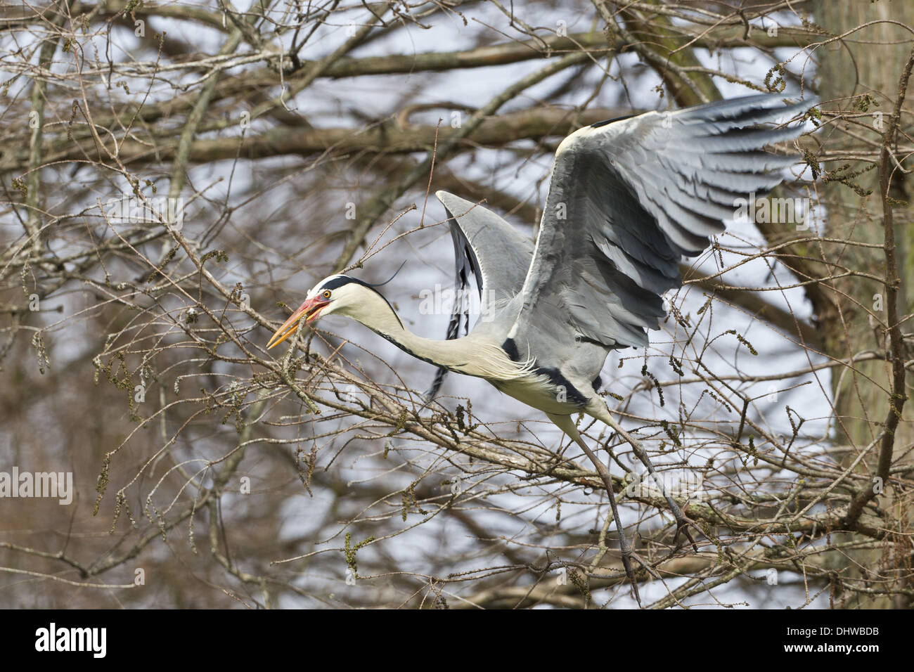 Héron cendré (Ardea cinerea) Banque D'Images