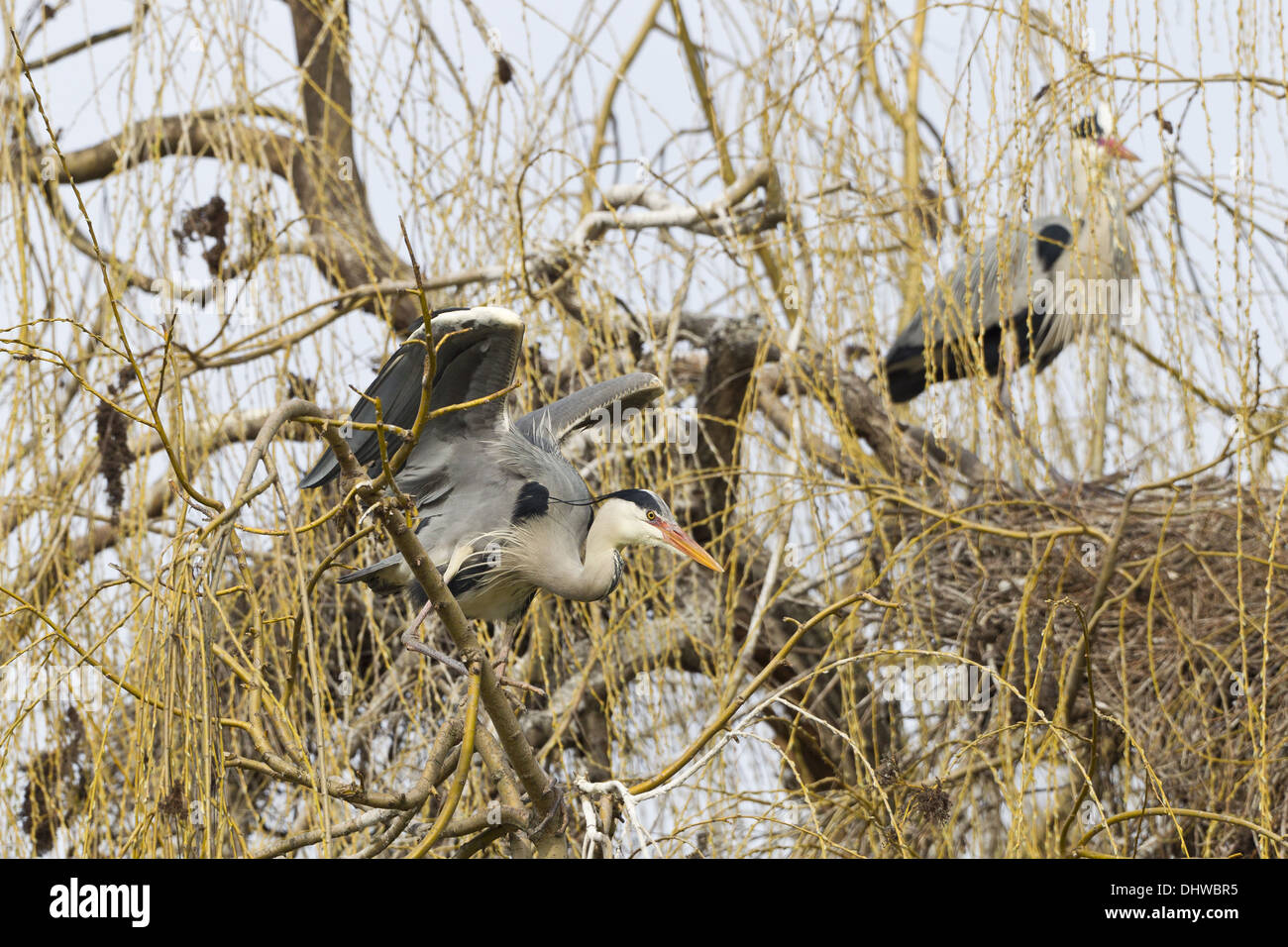 Héron cendré (Ardea cinerea) Banque D'Images