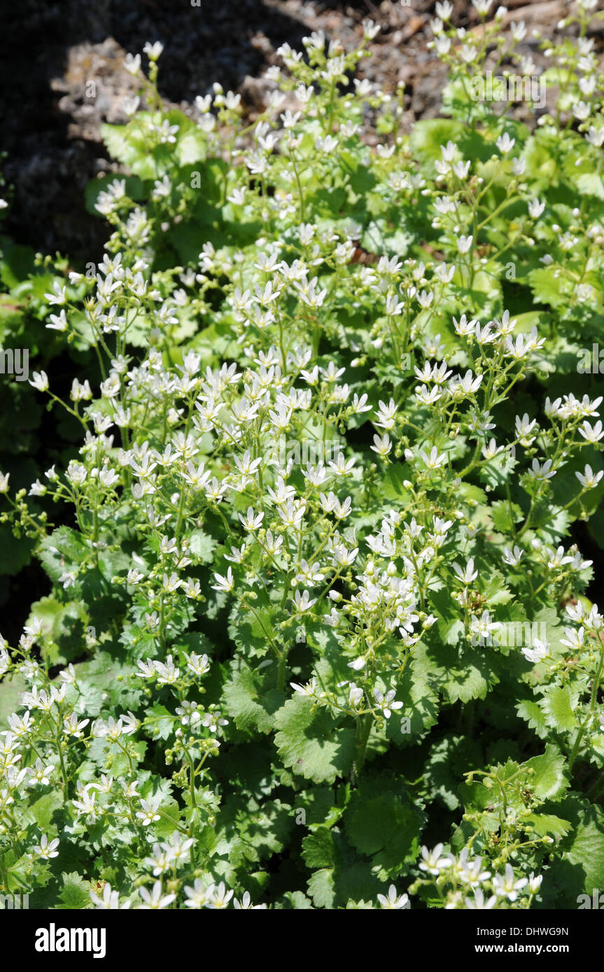 Rue saxifrage à feuilles Banque D'Images