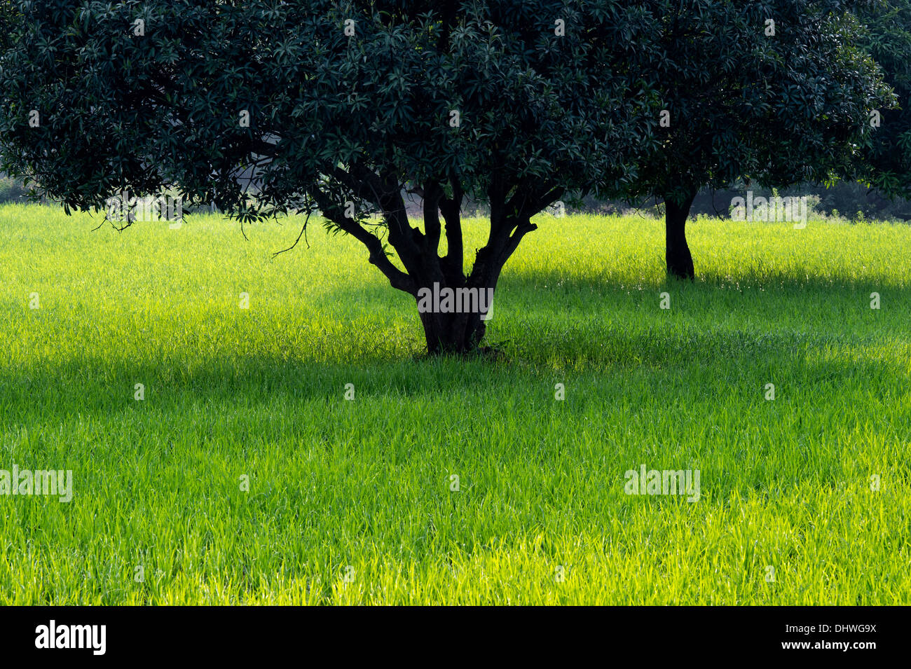 Mangifera indica. Les manguiers dans une rizière dans la campagne indienne. L'Andhra Pradesh, Inde Banque D'Images