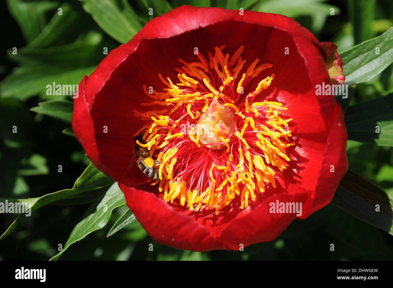 Pivoine Banque D'Images