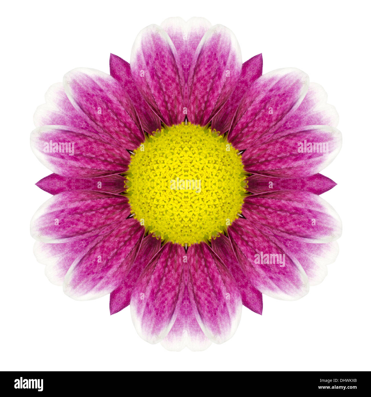 Purple Daisy kaléidoscopique Mandala fleur avec centre jaune isolé sur fond blanc Banque D'Images