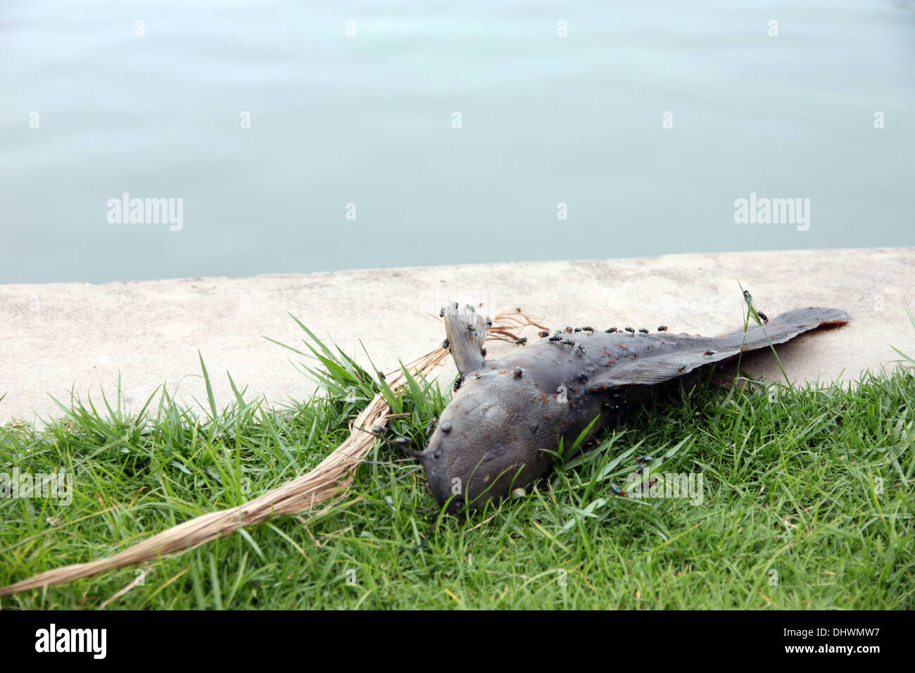 Les poissons qui sont morts de l'égout et l'essaimage de mouche. Banque D'Images