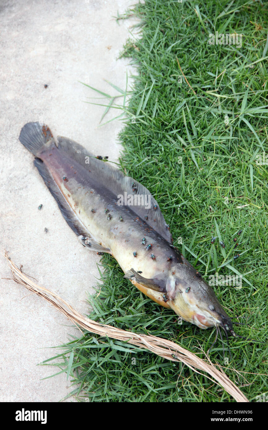 Les poissons qui sont morts de l'égout et l'essaimage de mouche. Banque D'Images