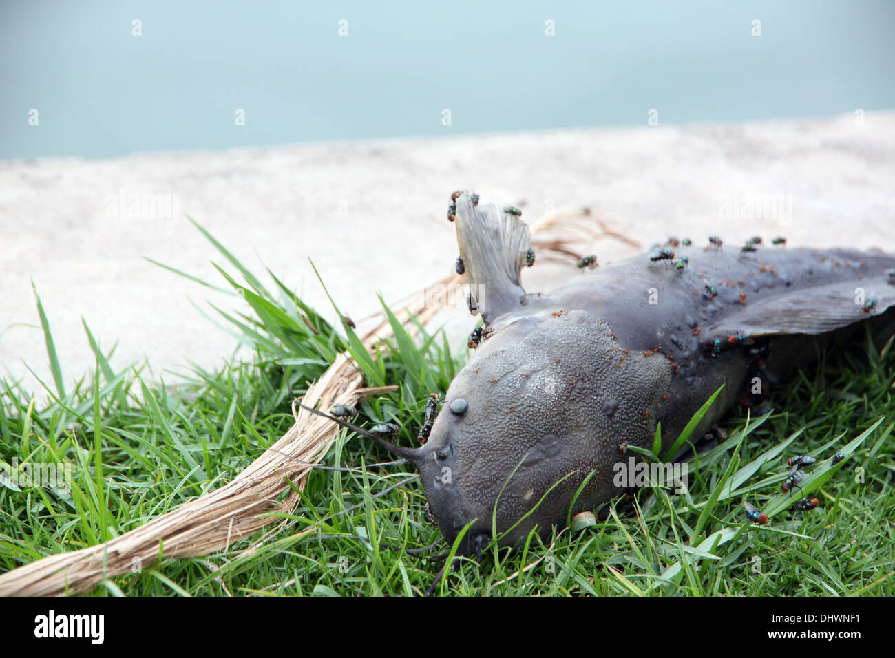 Les poissons qui sont morts de l'égout et l'essaimage de mouche. Banque D'Images
