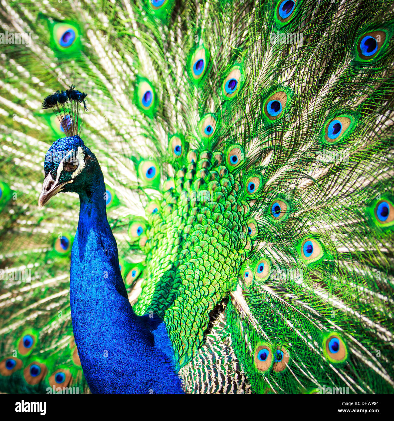 Avec des plumes de paon magnifique (Pavo cristatus) (shallow DOF ; couleur tonique libre) Banque D'Images