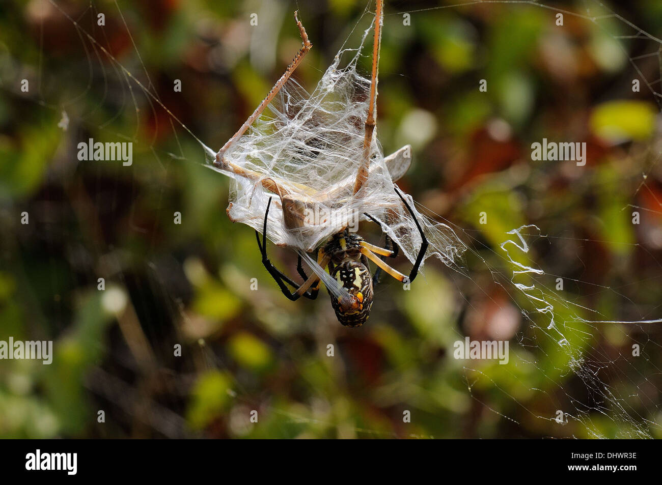 Grasshopper pris sur spider web Banque D'Images