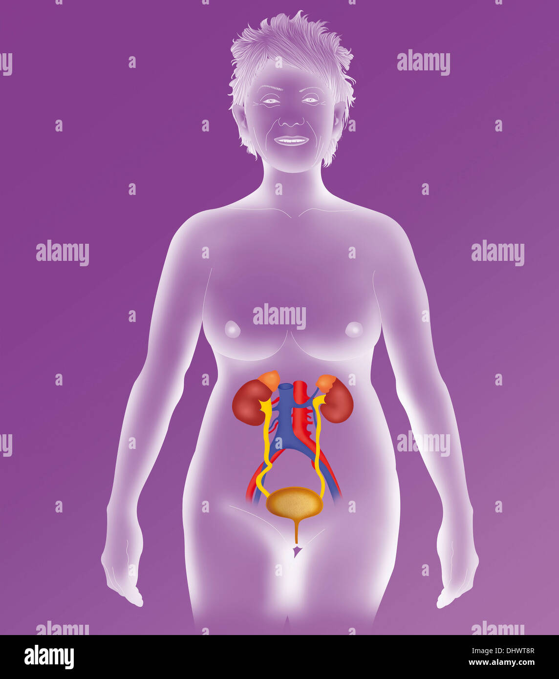 Anatomie DES VOIES Banque D'Images