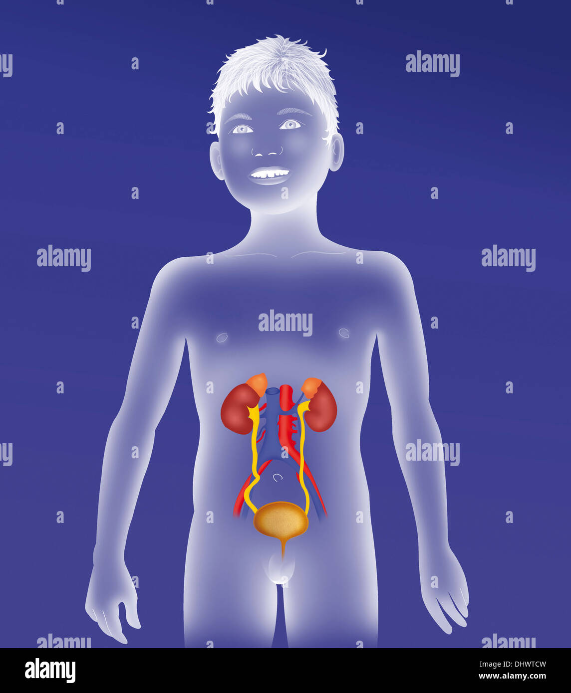 Anatomie DES VOIES Banque D'Images
