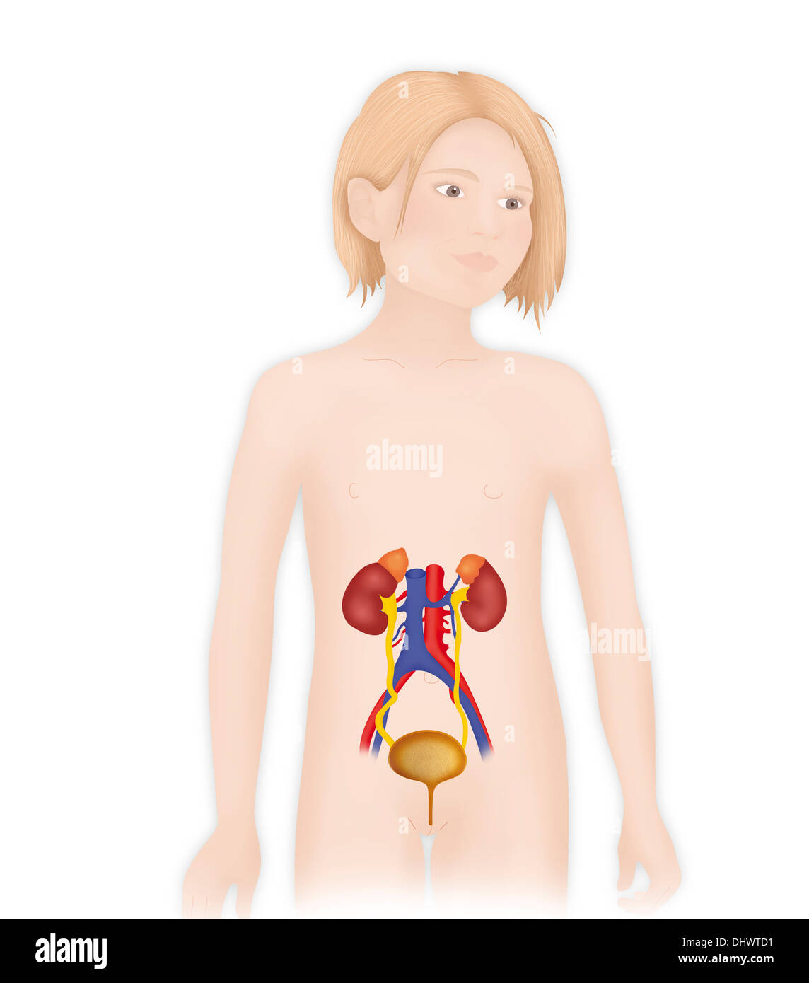 Anatomie DES VOIES Banque D'Images