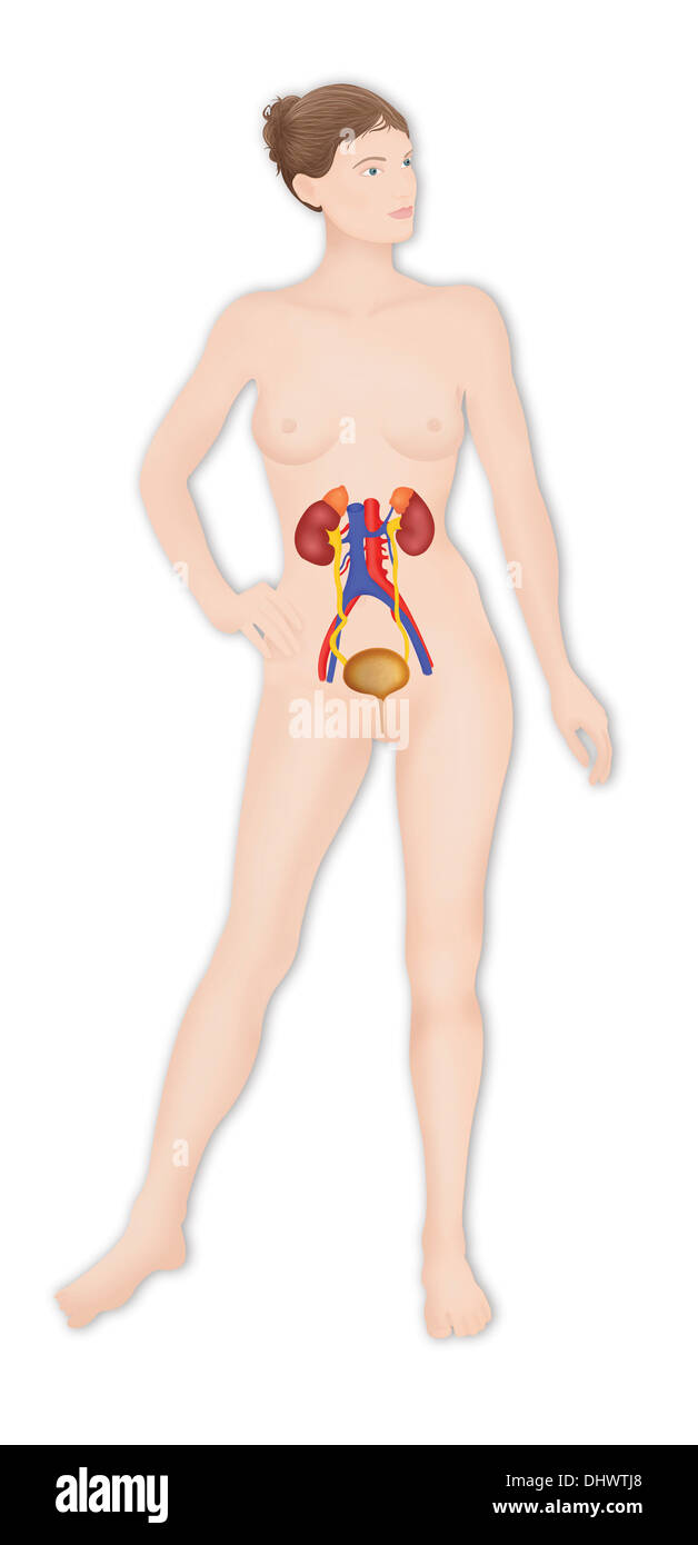 Anatomie DES VOIES Banque D'Images