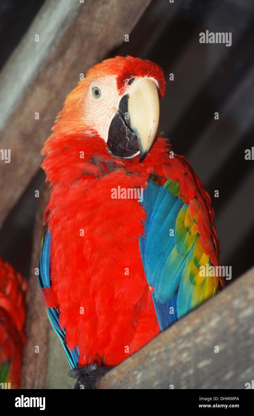 Ara ararauna, Manaus, etat de l'Amazonas, Amazonie, Brésil, Amérique du Sud Banque D'Images