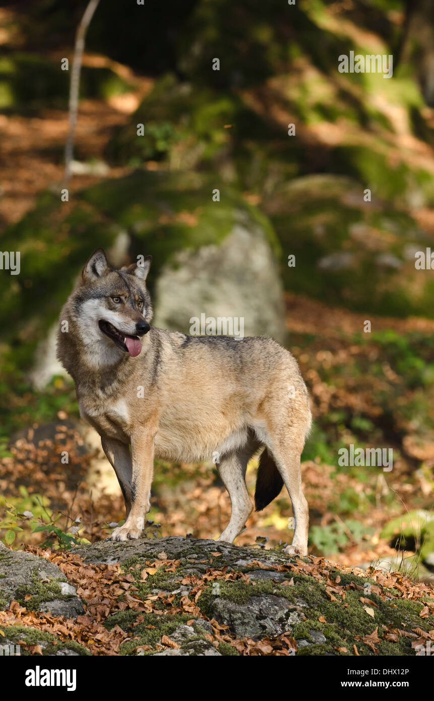 Loup européen parmi les roches permanent dans son habitat typique. Banque D'Images