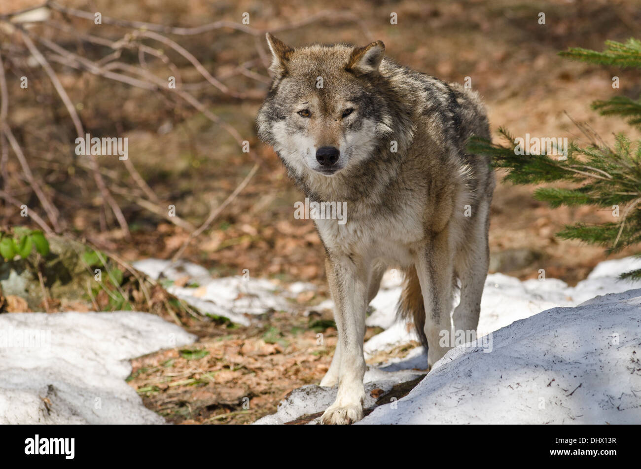 Loup européen ( Canis lupus) vu dans l'habitat typique avec de la neige au sol.( captifs) Banque D'Images