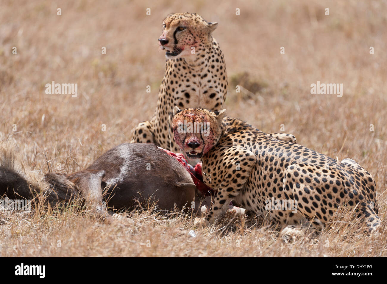 Deux hommes Guépard ,dans ce cas rapidement frères se nourrissent des jeunes Wildebeast qu'ils ont tout juste réussi à chasser et tuer dans Ken Banque D'Images