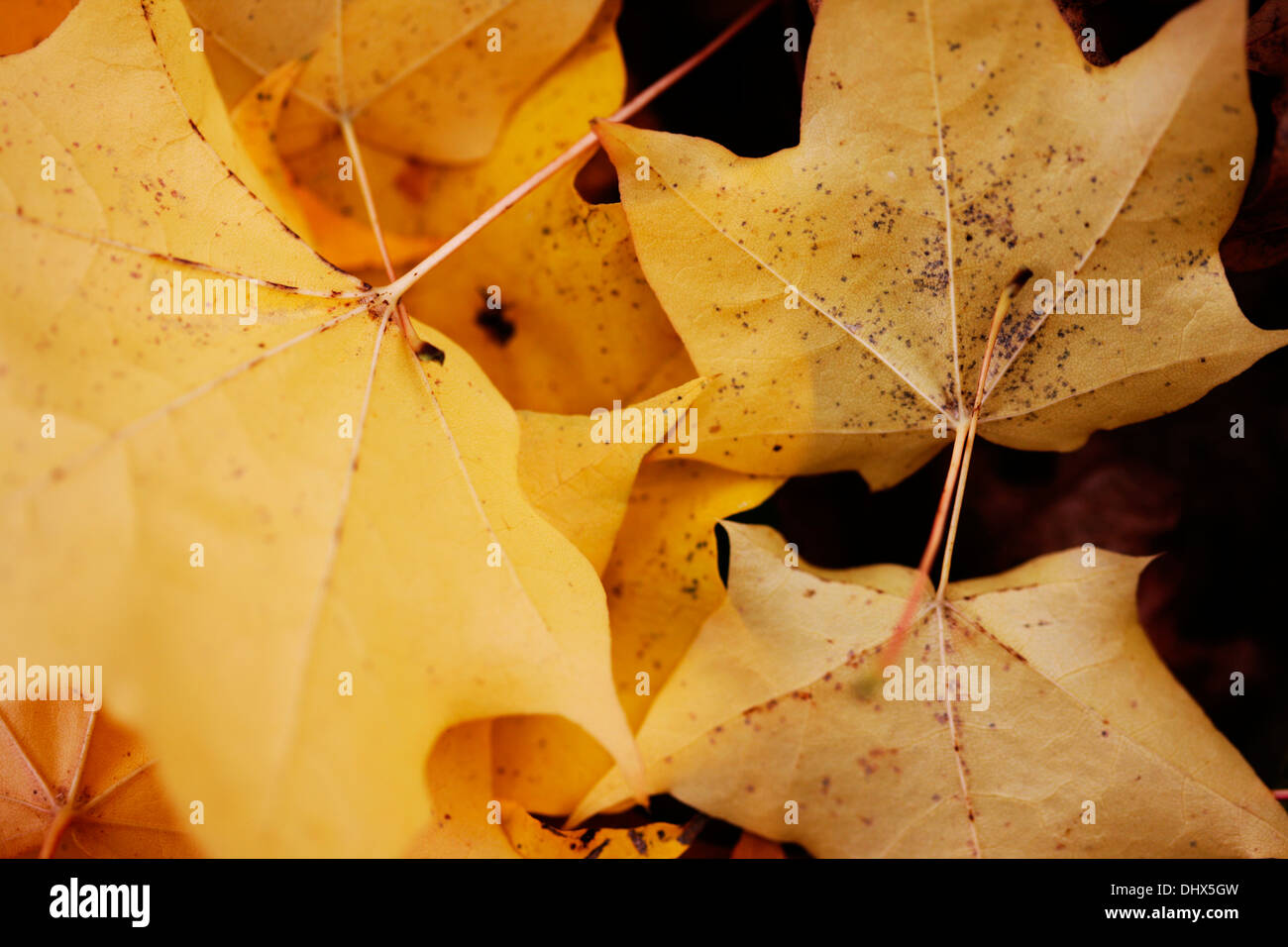Feuilles d'érable tombés sur le sol de la forêt Jane Ann Butler Photography JABP964 Banque D'Images