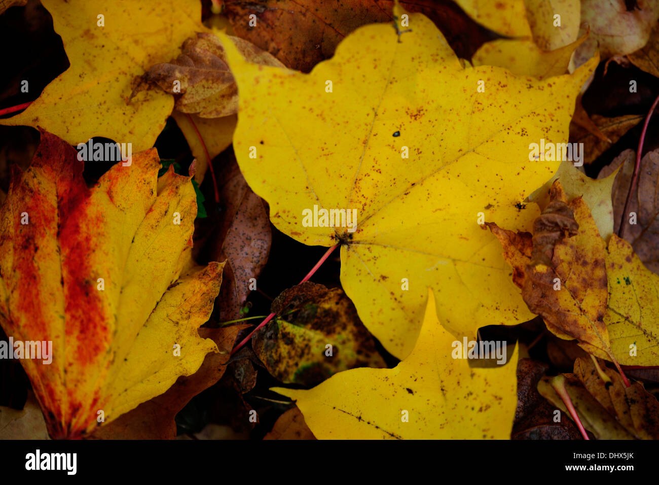 L'automne les feuilles tombées sur le sol forestier Jane Ann Butler Photography JABP966 Banque D'Images