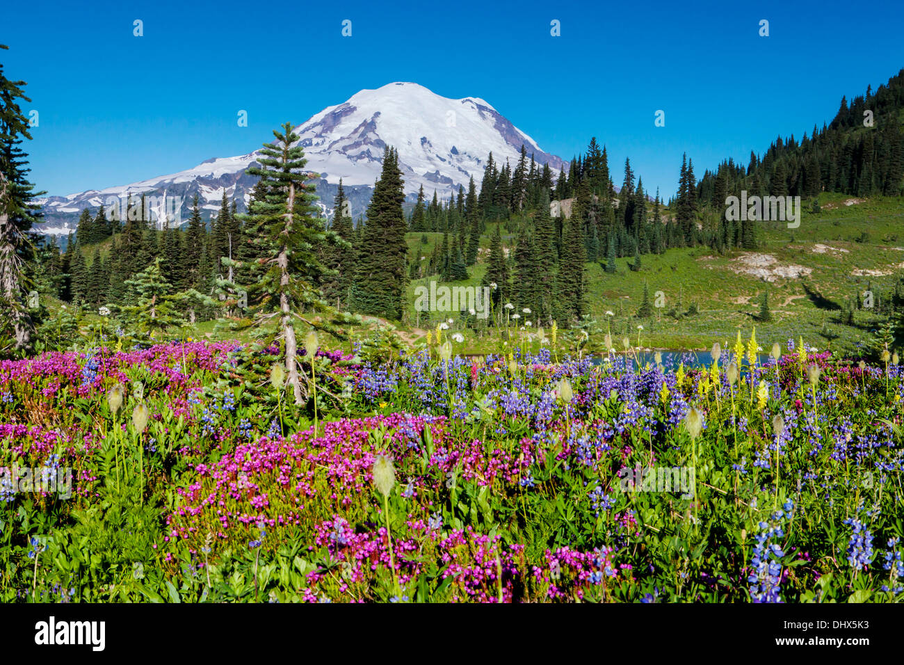Le mont Rainier au-dessus des fleurs des champs et d'un tarn le long de la crête de Naches sentier Mount Rainier National Park, Washington Banque D'Images