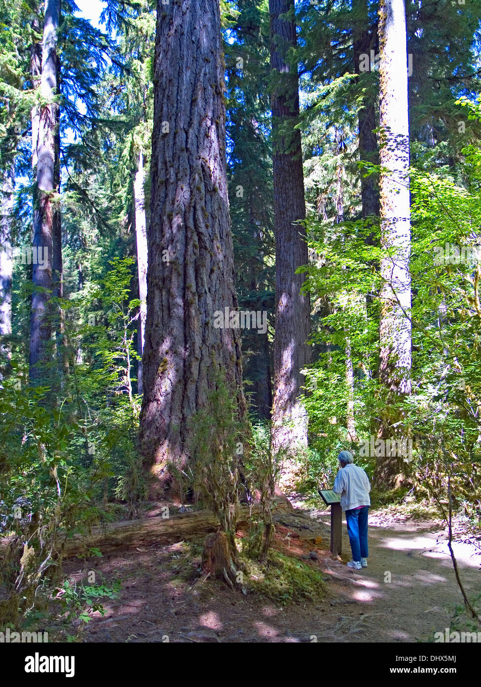 La lecture d'un panneau d'interprétation sur le sentier de mousses, Olympic National Park, Washington State Banque D'Images