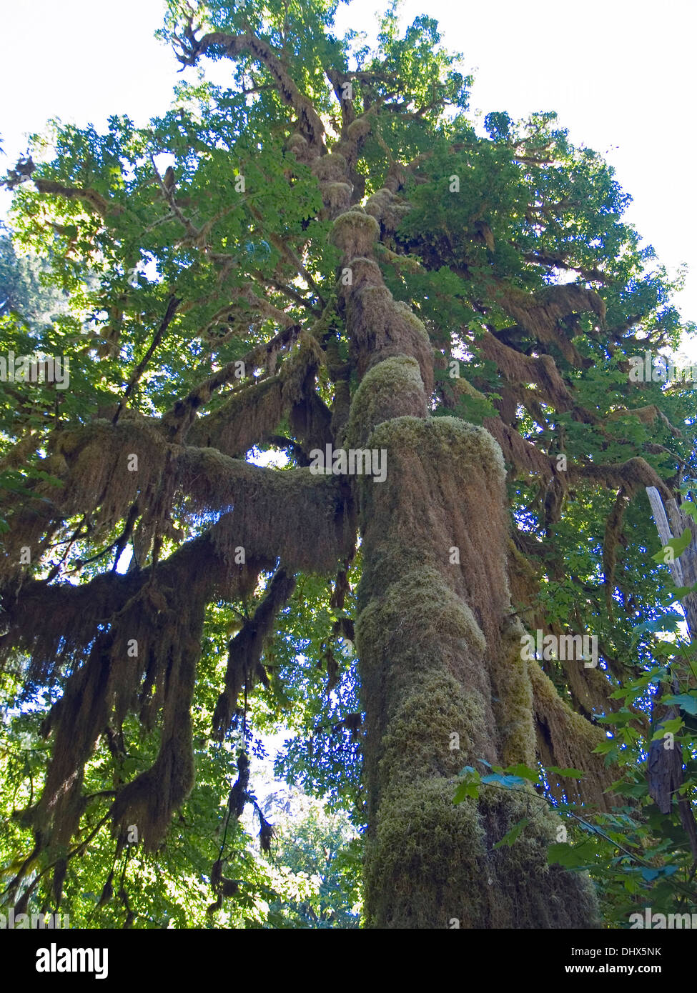 Un arbre avec des galles,Hall de mousses, Olympic National Park, Washington State Banque D'Images