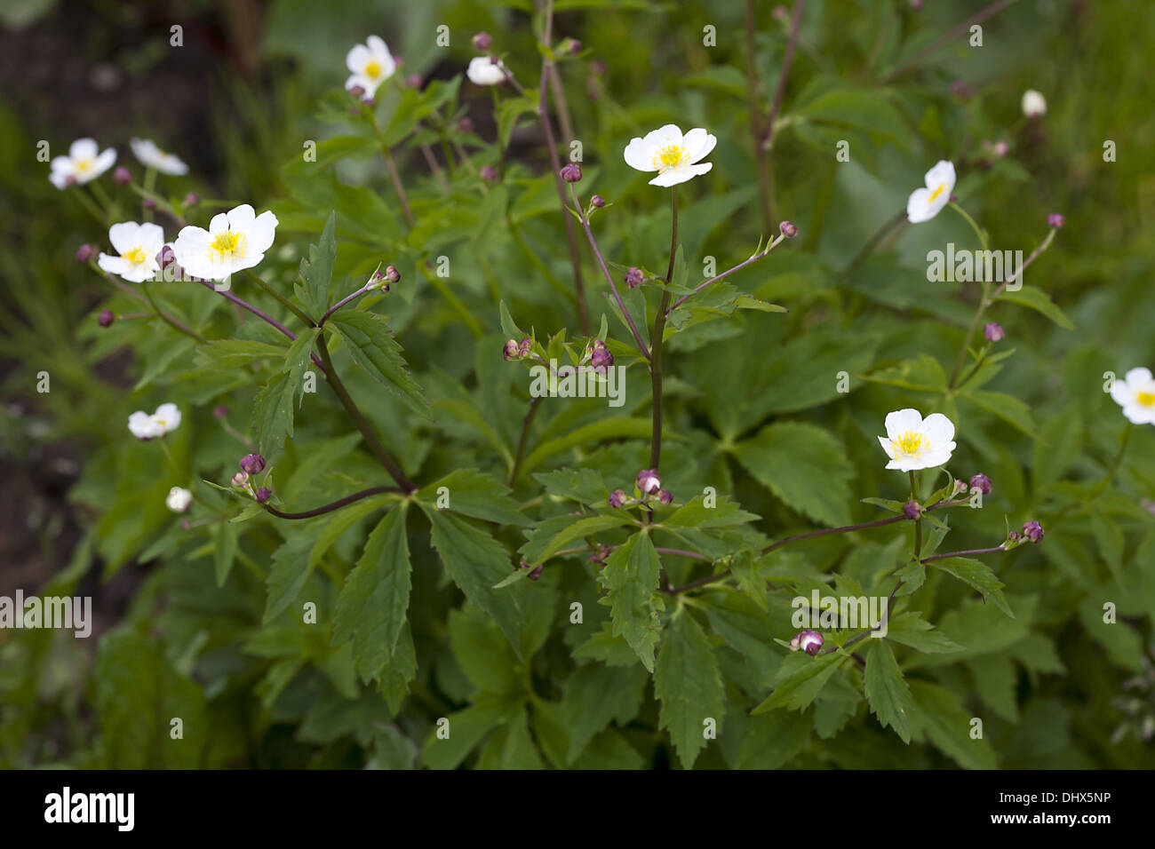 L'eau de bassin Crowfoot, Ranunculus platanifolius Banque D'Images