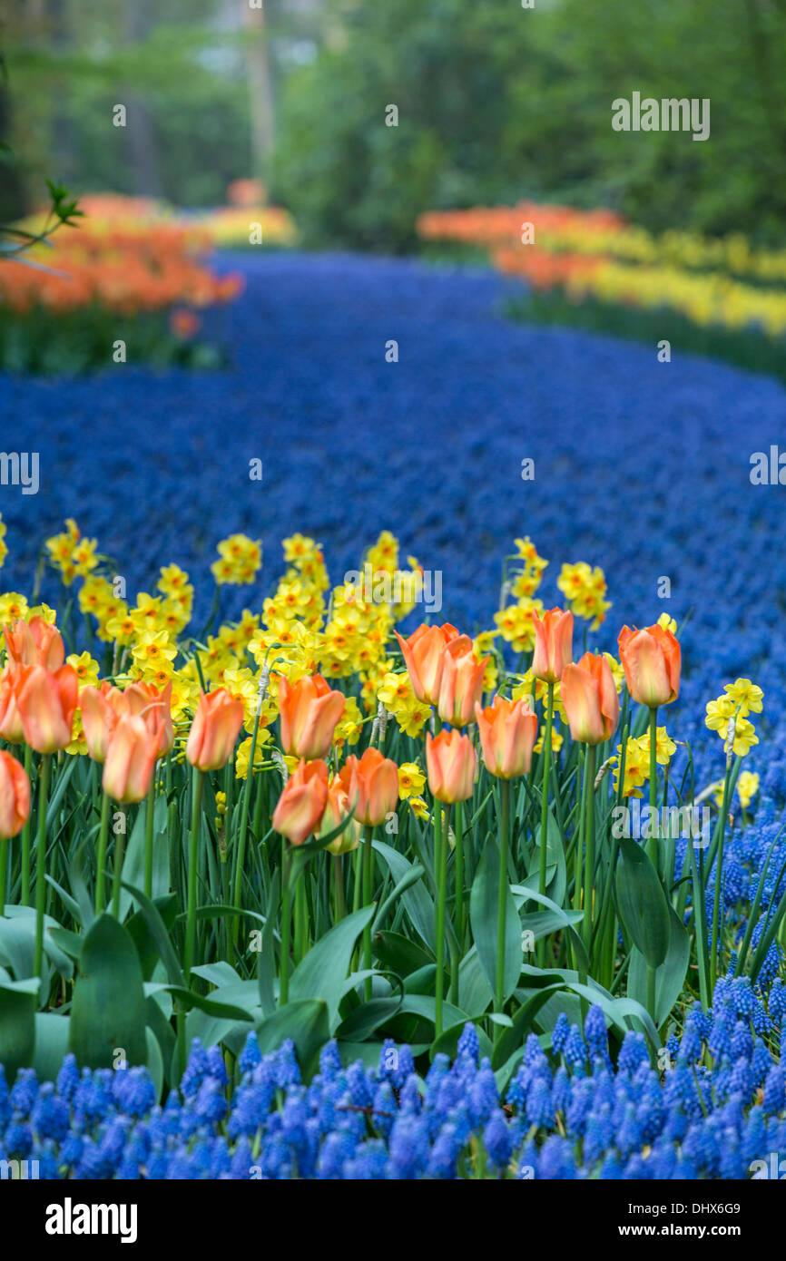 Pays-bas, lisse, les jardins de Keukenhof Banque D'Images