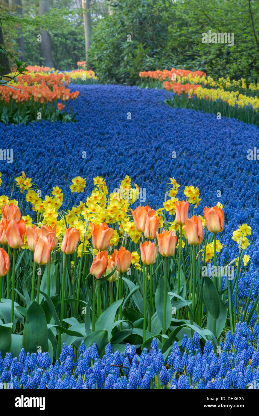 Pays-bas, lisse, les jardins de Keukenhof Banque D'Images