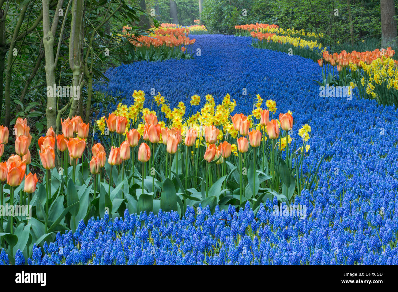 Pays-bas, lisse, les jardins de Keukenhof Banque D'Images