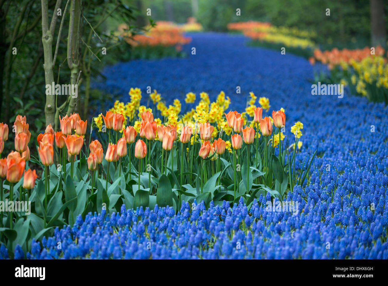 Pays-bas, lisse, les jardins de Keukenhof Banque D'Images
