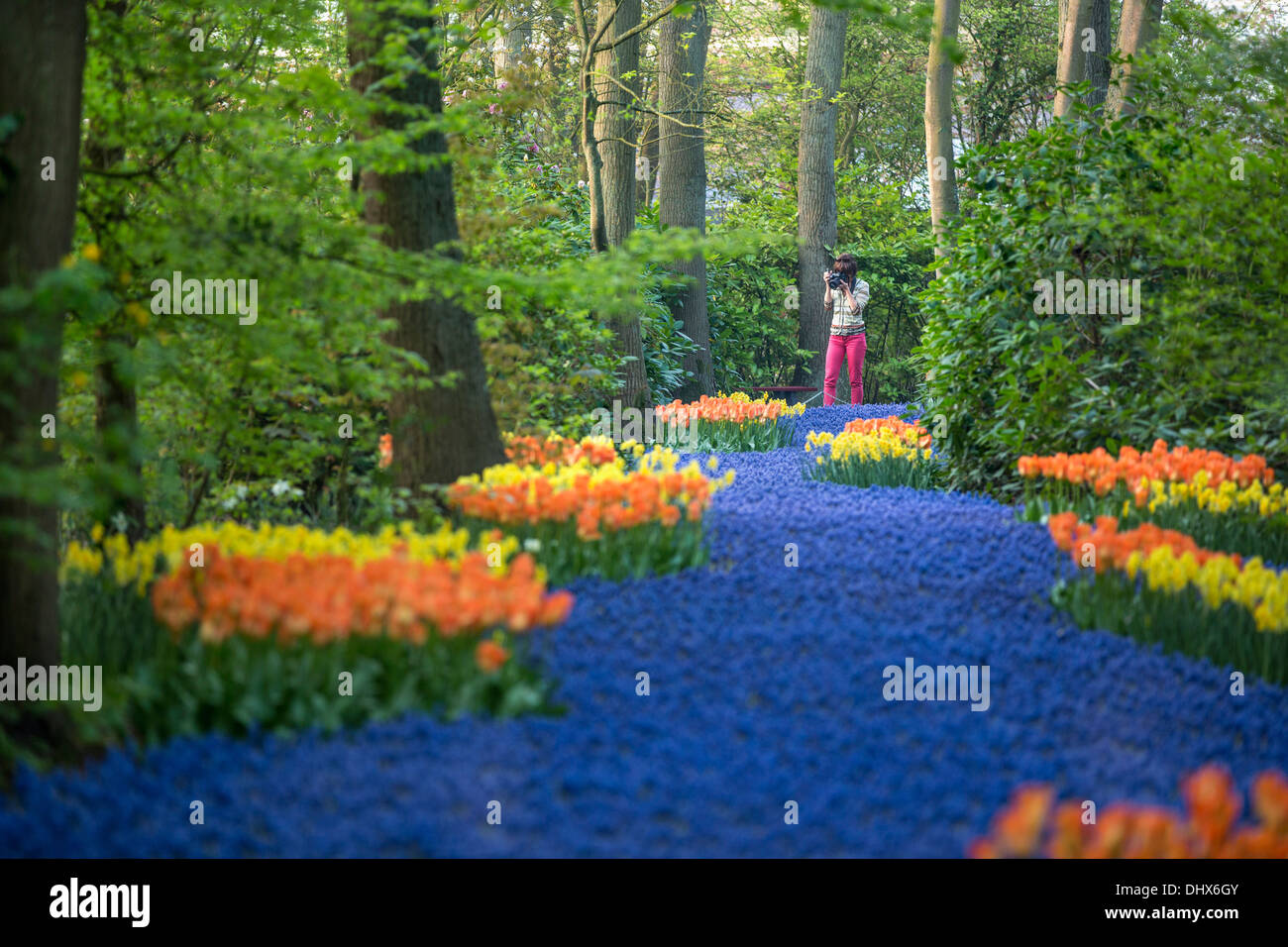 Pays-bas, lisse, jardins de Keukenhof. Woman taking photo Banque D'Images